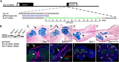 The Scleraxis Transcription Factor Directly Regulates Multiple Distinct Molecular and Cellular Processes During Early Tendon Cell Differentiation